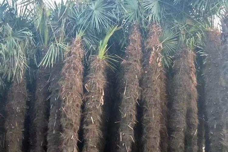 棕榈树怎样浇水施肥及日常管理