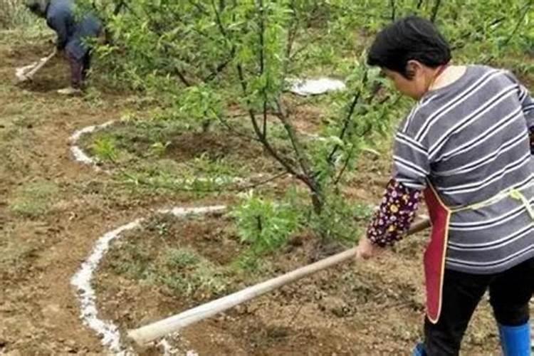 苹果膨果期冲施什么肥料好？苹果膨大期用什么冲施肥好？