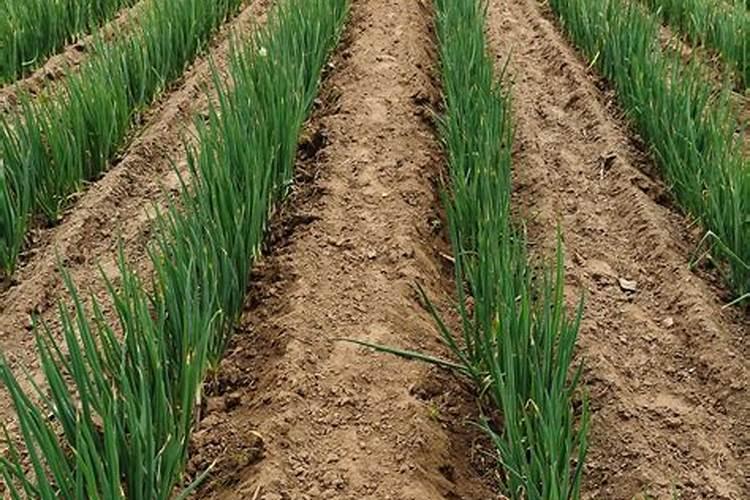 撒可富 芭田 住商 起家 是同一档次的肥料吗？