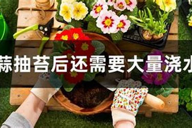 大蒜抽苔后还需要施肥吗