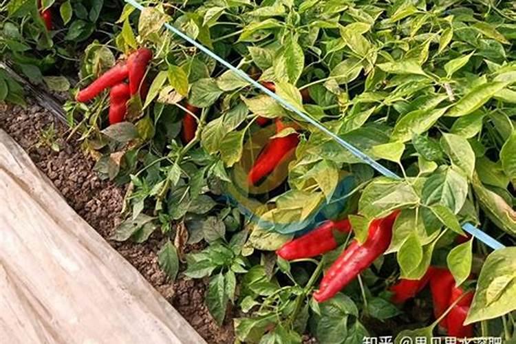 五彩椒夏季座果难如何措施？