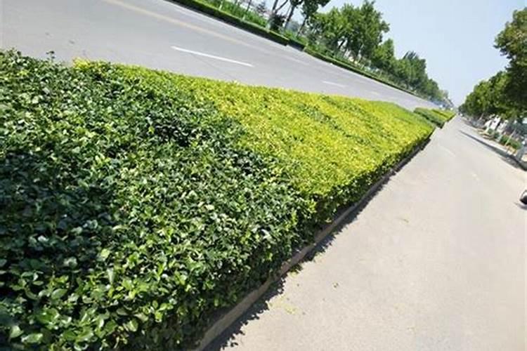 玉米药害用什么解药