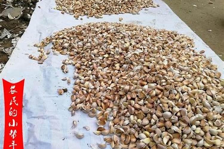 腐腐植酸和氨基酸有什么区别