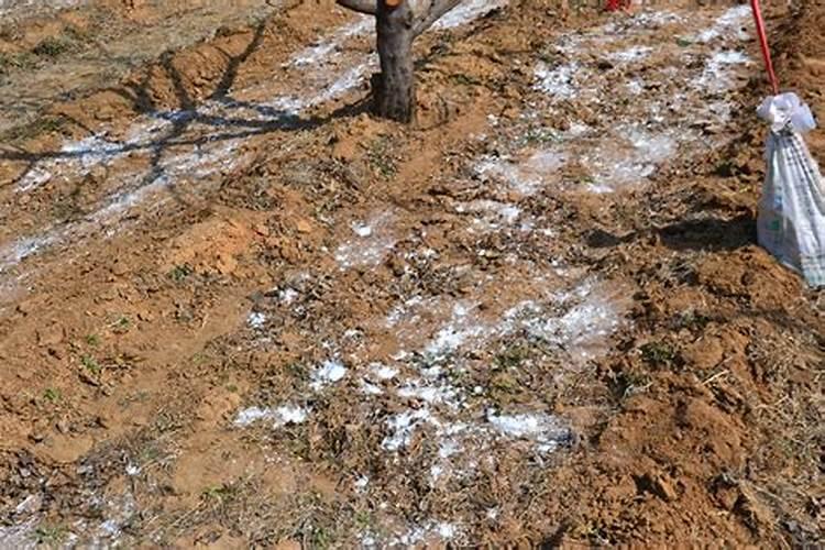 香水柠檬种下去多久才能有果？