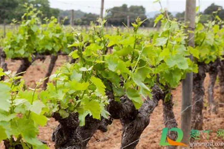 葡萄的施肥时期和方法