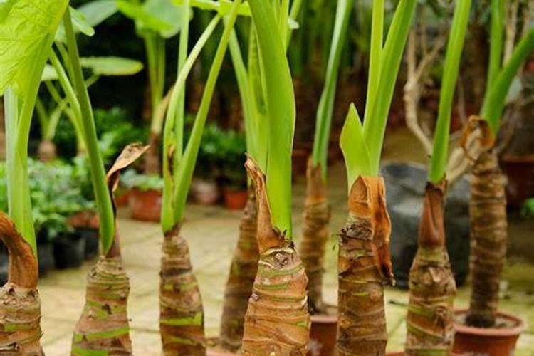 利用所学植物生理学知识,试述生产中如何提高作物产量