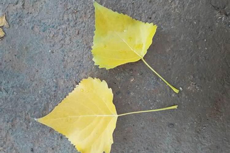 西红柿挂果期打什么叶面肥长的快？西红柿膨大期用哪些肥料好？