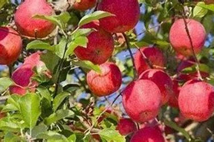 种小麦肥料每一亩是多少