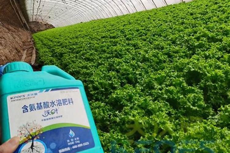 海藻碳酶有机肥可以溶解后浇灌蔬菜吗？