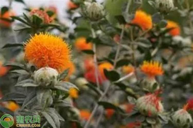 红花的种植方法