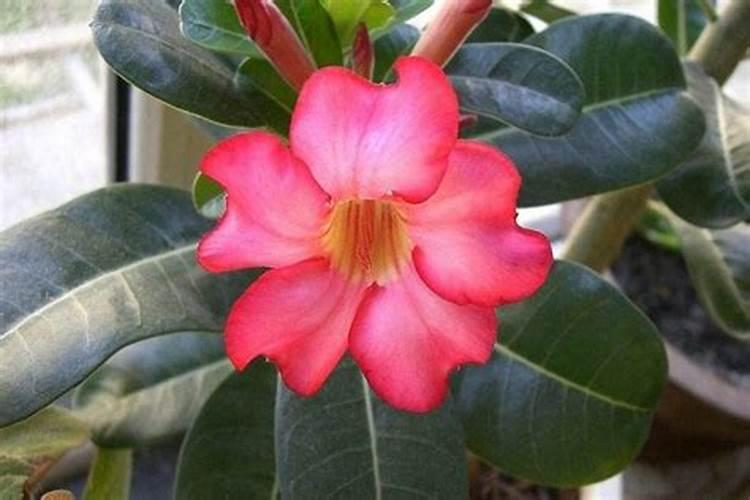 番茄苗开花到结果需要多少时间