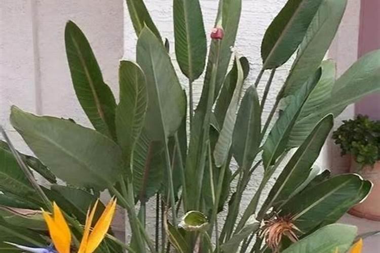 大豆没开花,但生长较旺,能否用多效唑控制？