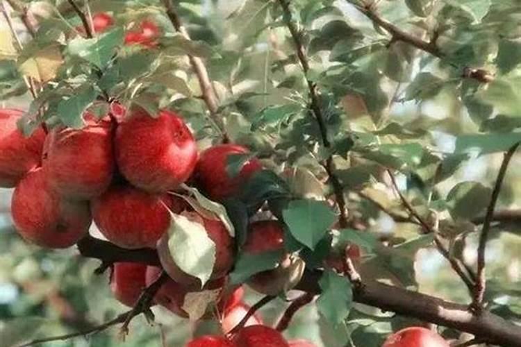 绿化苗木施什么肥料