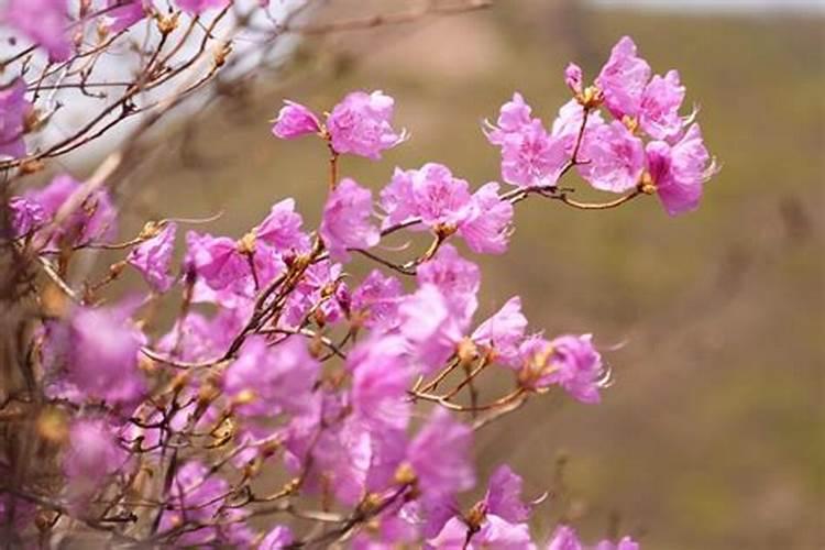 怎样给有花苞的杜鹃施肥