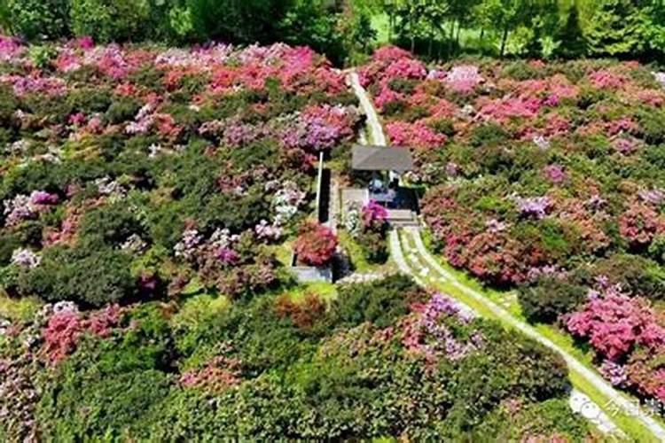 怎样给有花苞的杜鹃施肥