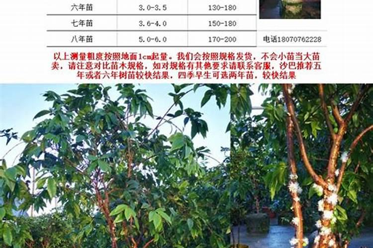 嘉宝果树施什么肥最好