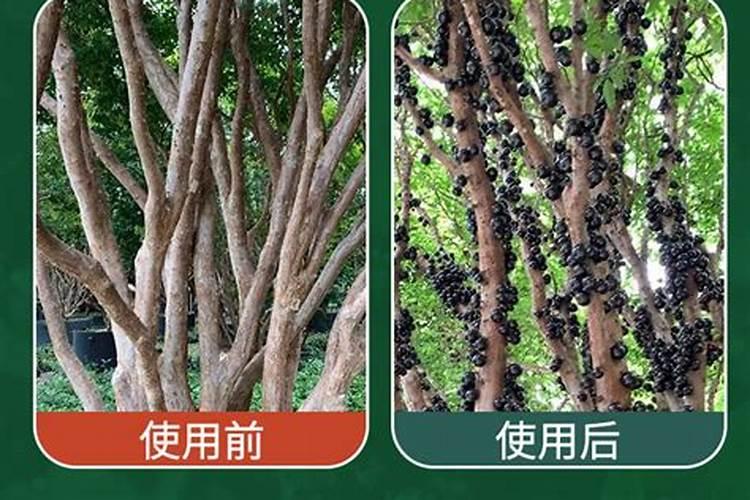 嘉宝果树施什么肥料最好