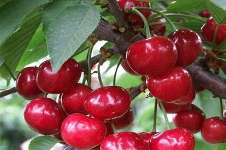 辣椒保花保果专用增产叶面肥料？辣椒结果期用什么肥料好？