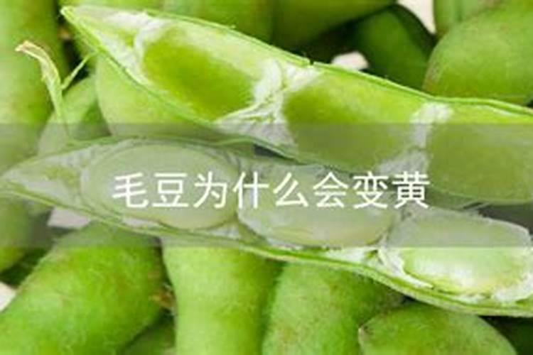 种植毛豆需要施什么肥