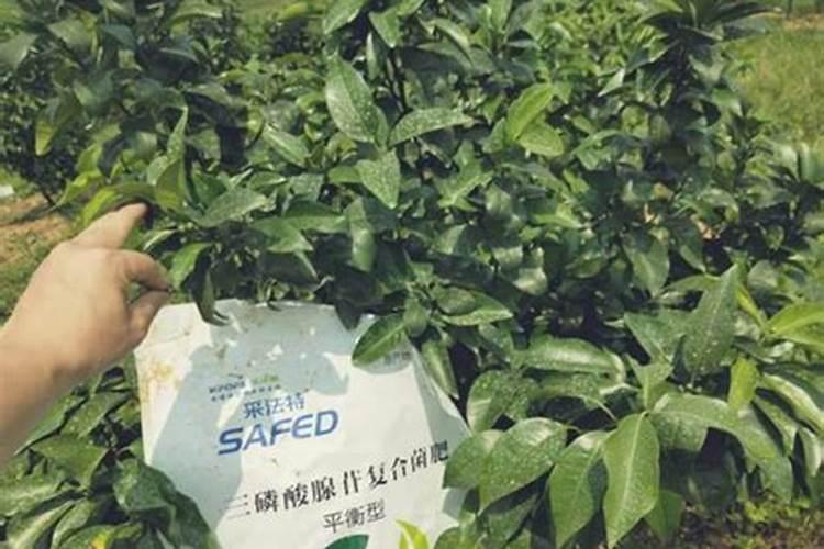 水溶肥和复合肥的区别是什么