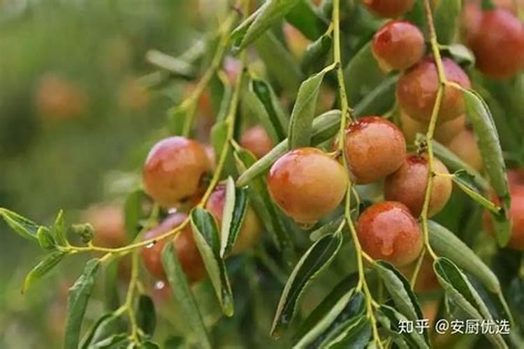 月季花怎么养护和施肥