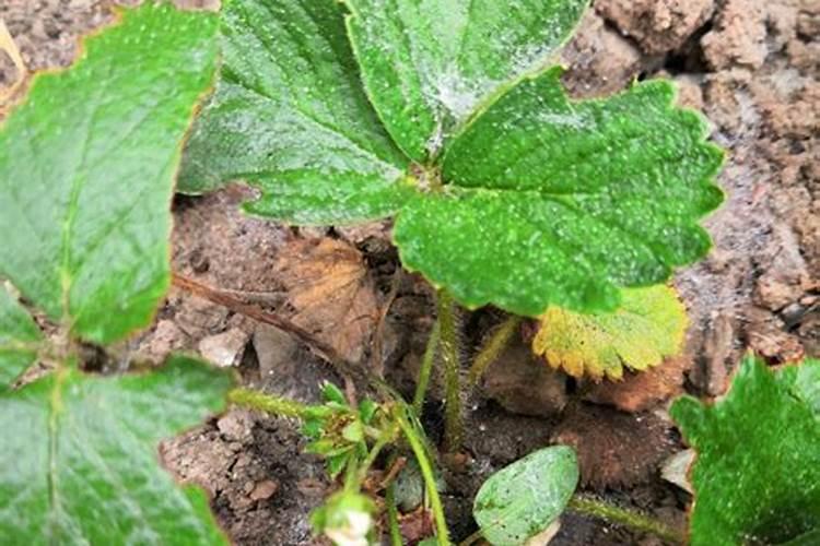 草莓结果几天充一次肥