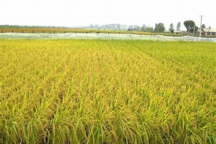 水稻移栽后需施什肥料