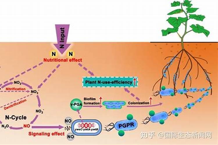 绿风速液态氮肥的具体使用方法和建议
