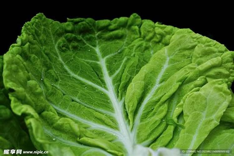 小白菜被水泡后使用叶面肥可以吗？