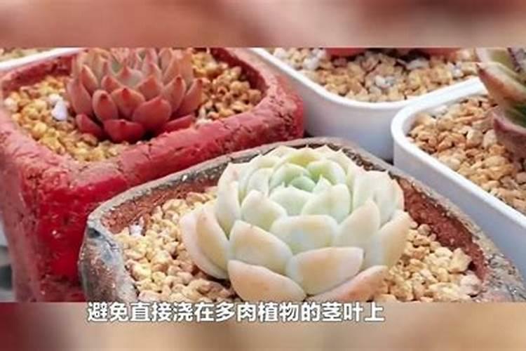 如何使用叶面肥,记牢哪几个时间点,你知道吗？