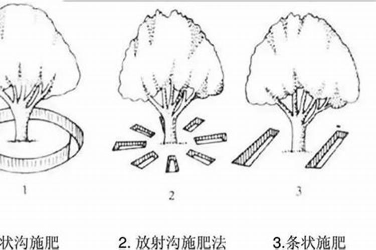 树木怎样施肥