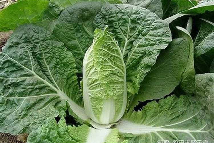 大棚蔬菜娃娃菜根腐病用什么？娃娃菜黄叶死苗怎么办？娃娃菜软腐烂根病...