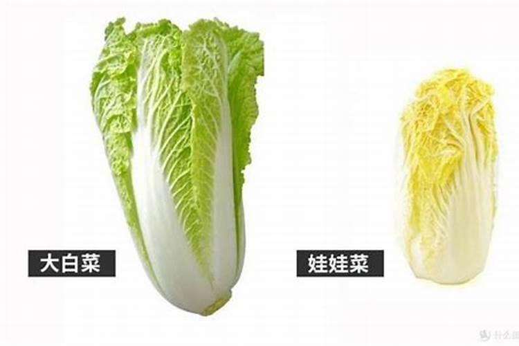 大娃娃菜怎么种植和管理