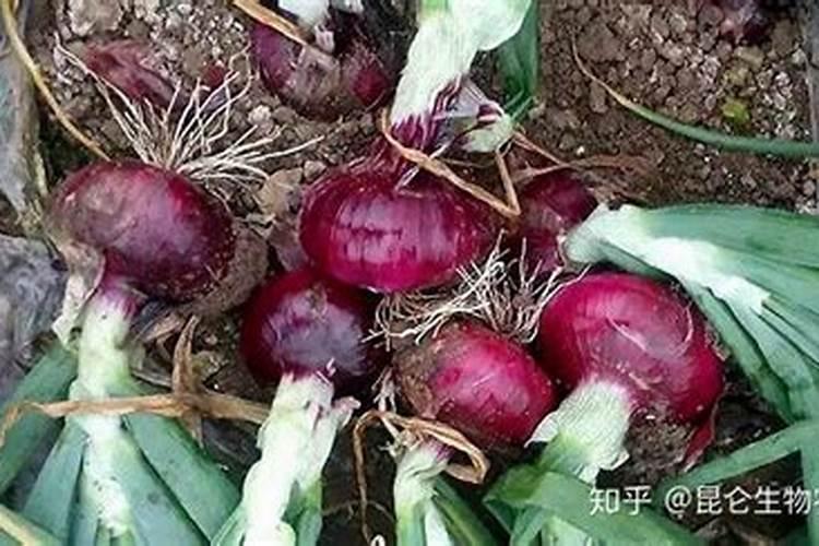 洋葱施什么肥最好