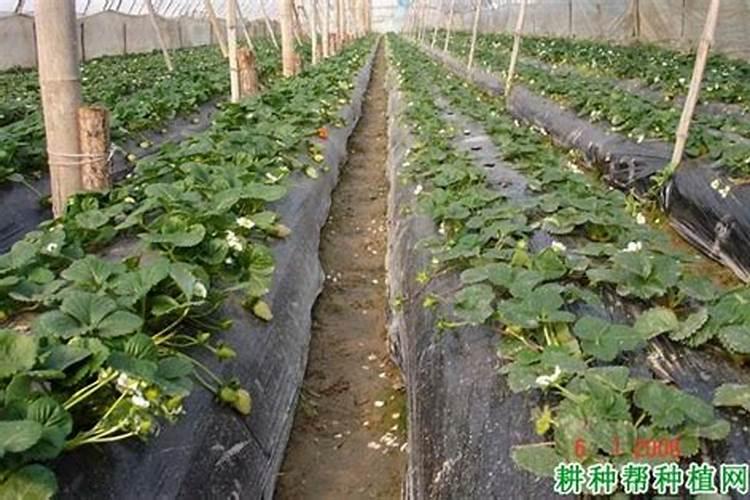 红薯可以直接种地里吗