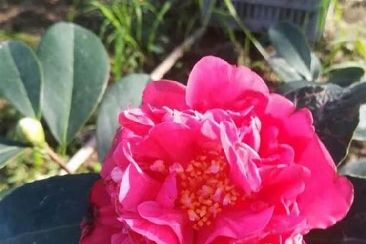 茶花施了磷肥,叶子开始发黄怎么办