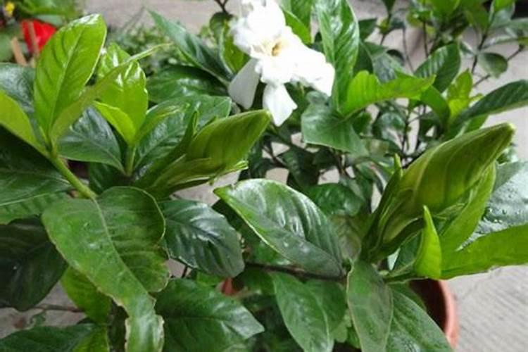 栀子花浇化肥水可以吗