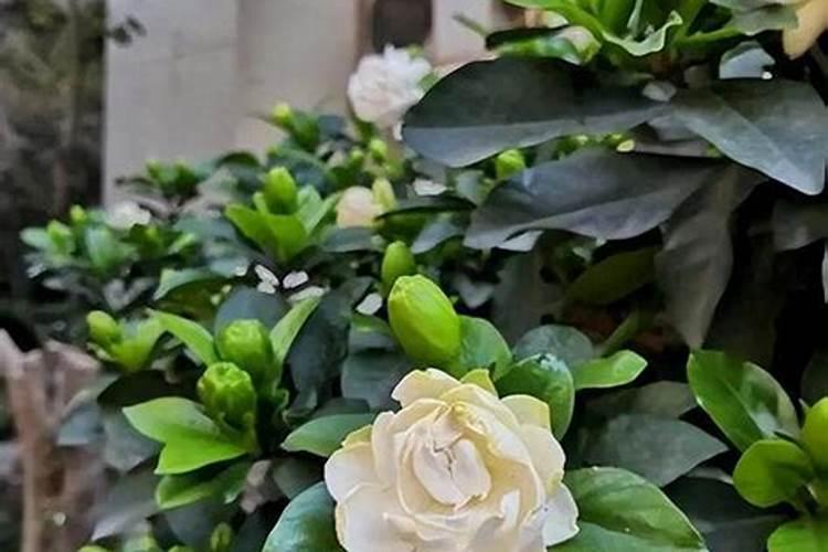 栀子花施什么肥好