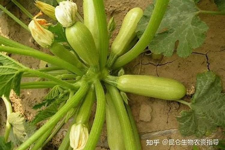 西葫芦用高钾肥还是平衡肥