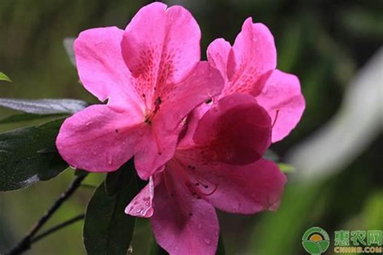 杜鹃花什么季节施肥最好 施肥多少合适