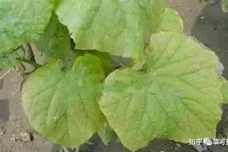 氮肥浇花多久一次 氮肥浇花需几天一次？