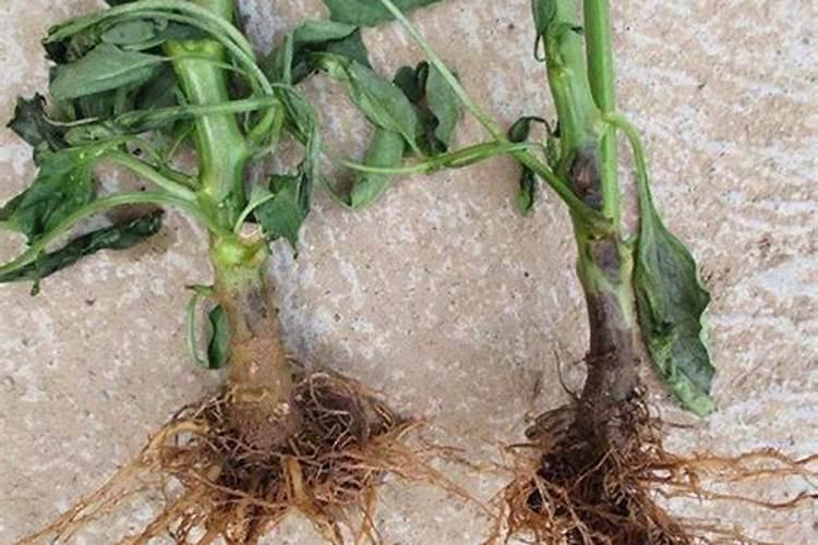 黄花菜根烂病怎么防治