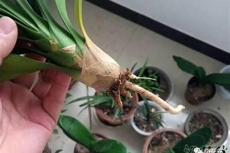 黄花菜苗烂根了怎么办？