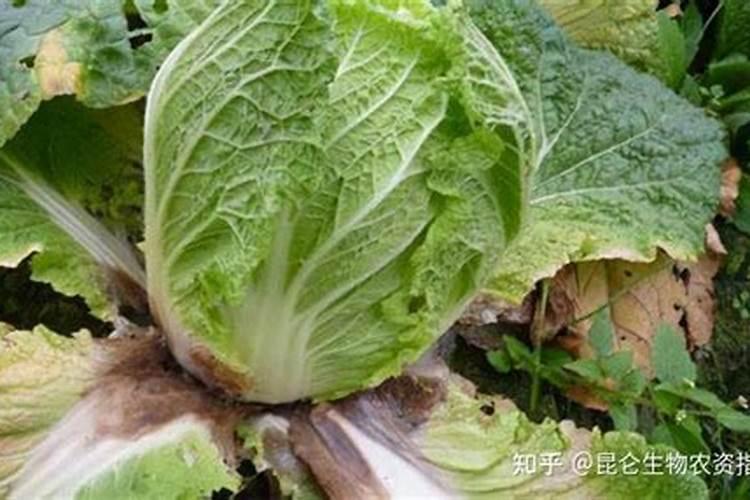 黄花菜根腐病如何防治？