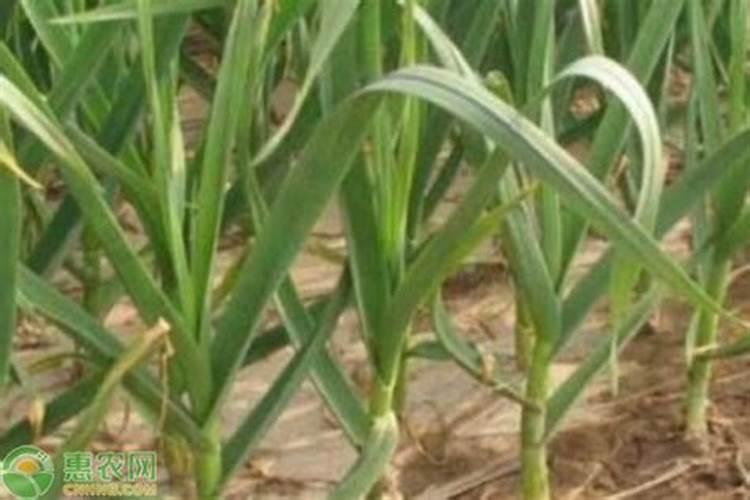 种菜用什么追肥长得快？