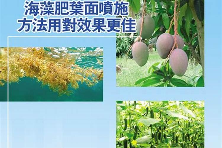 海藻精自制发酵方法