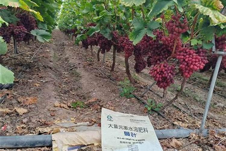 梨树花前花后喷什么农药？