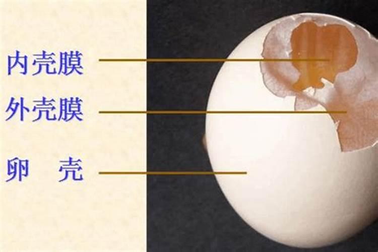 鸡蛋壳做肥料正确的做法 鸡蛋壳怎样做肥料