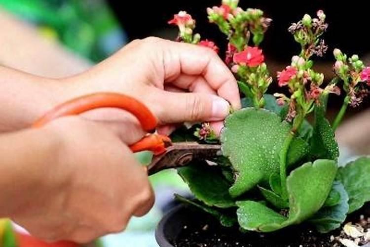 长寿花夏天能施肥吗 长寿花夏季是否可以施肥