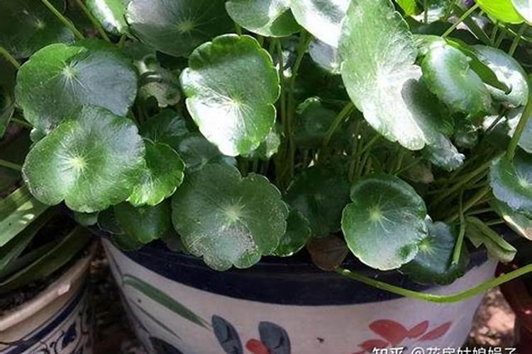 巴楚县红海集团简介